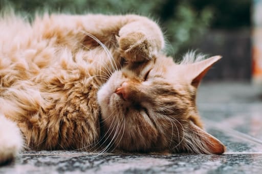 https://unsplash.com/photos/9UUoGaaHtNE