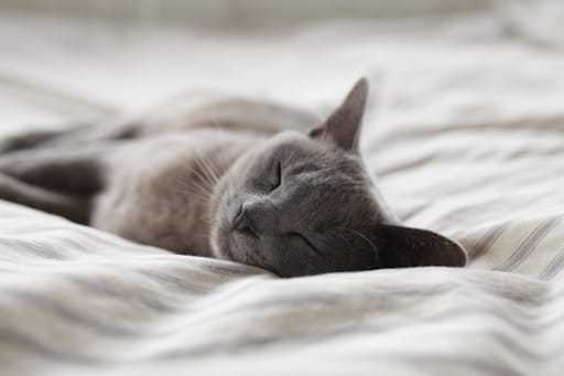 https://unsplash.com/photos/CeWNEEsHPbA
