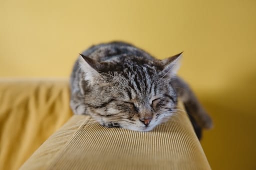 https://unsplash.com/photos/KHBvwAnWFmc