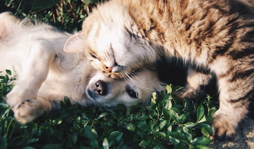 https://unsplash.com/photos/9gz3wfHr65U