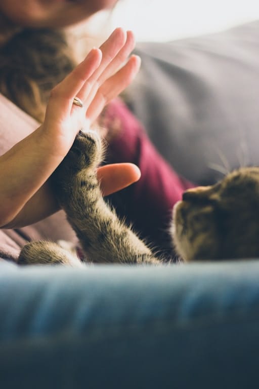 https://unsplash.com/photos/xulIYVIbYIc