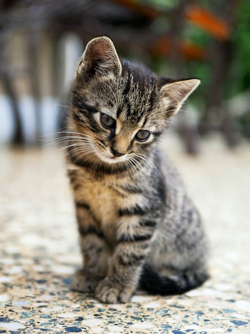 https://unsplash.com/photos/nKC772R\_qog