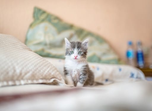 https://unsplash.com/photos/so5nsYDOdxw