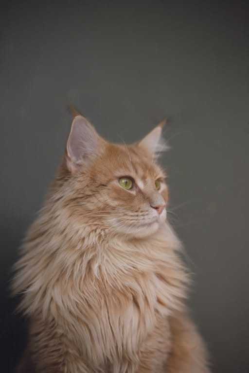 https://unsplash.com/photos/13ky5Ycf0ts