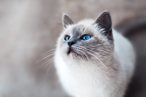 https://unsplash.com/photos/IFxjDdqK\_0U